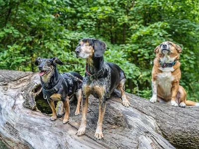 Joker - psie terapie - behawiorysta, zoopsycholog, trener psów | Gdańsk, Sopot, Gdynia, Rumia